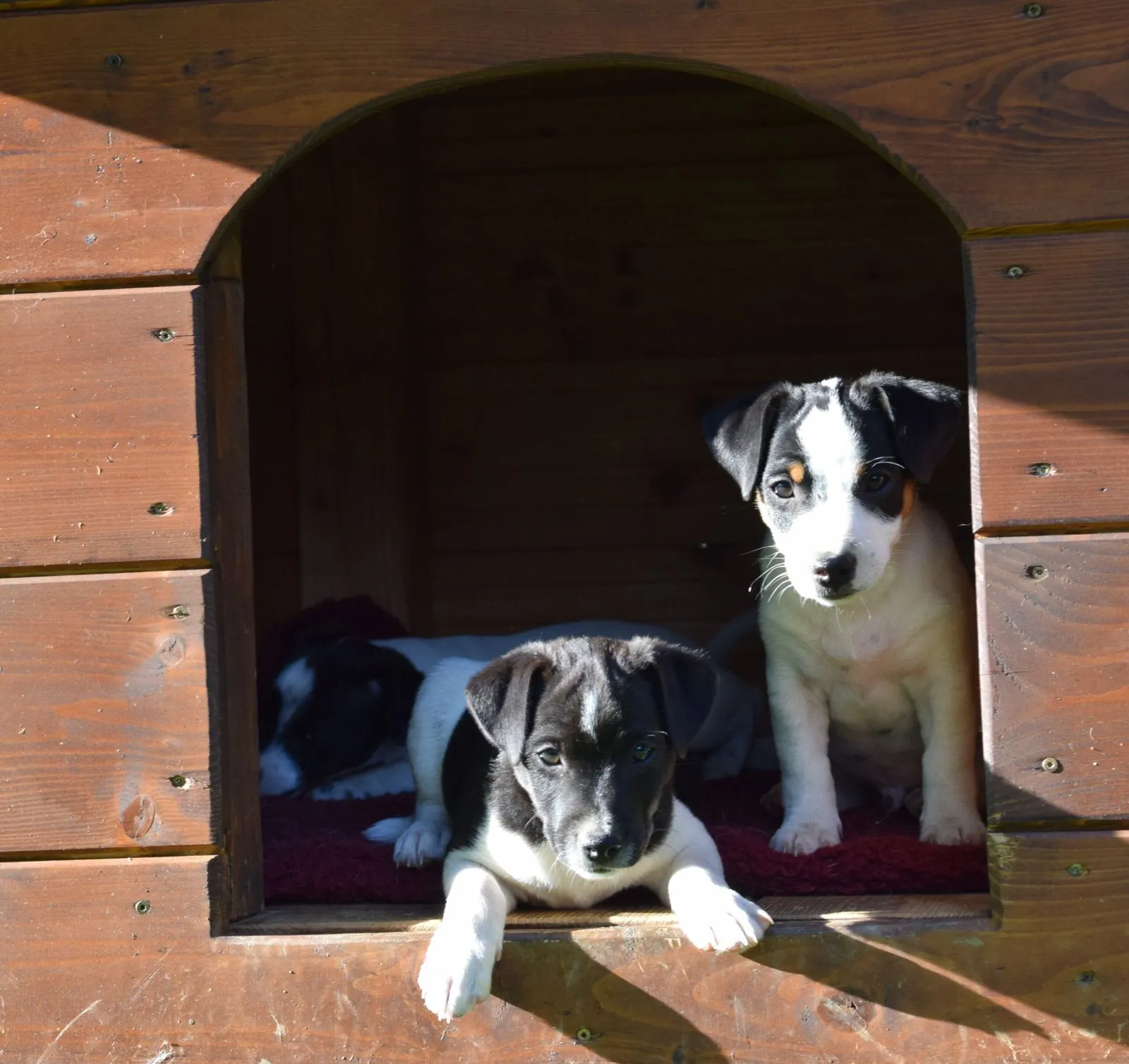 Zwei Welpen schauen aus einer Hundehütte