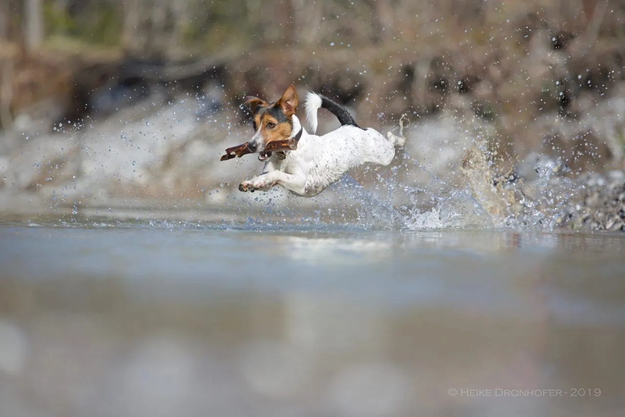 Olé Filou springt durch flaches Wasser