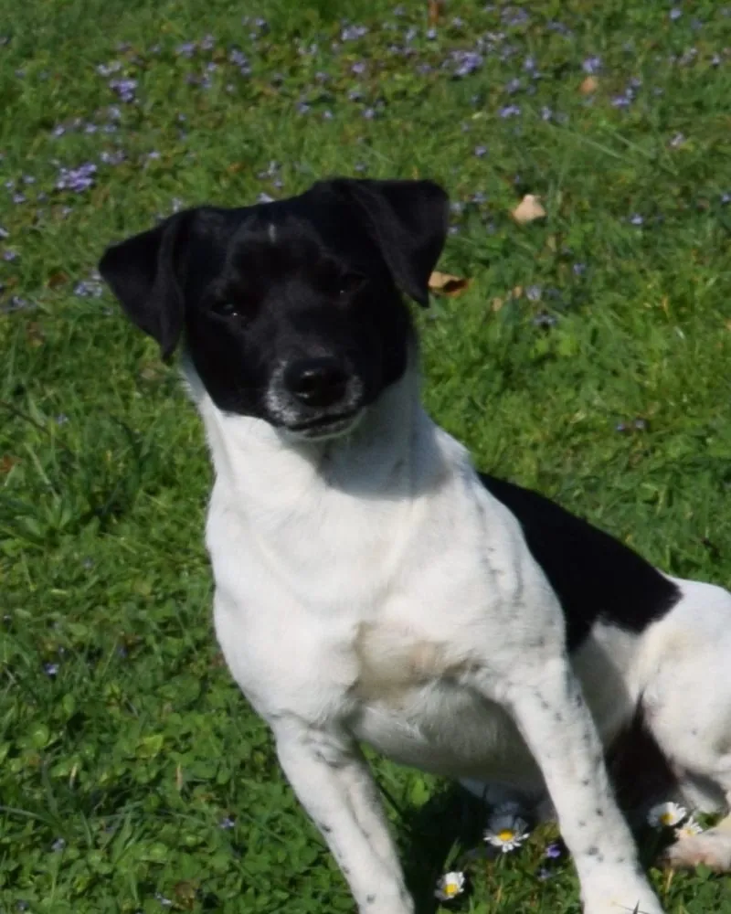 Rüde Rhett